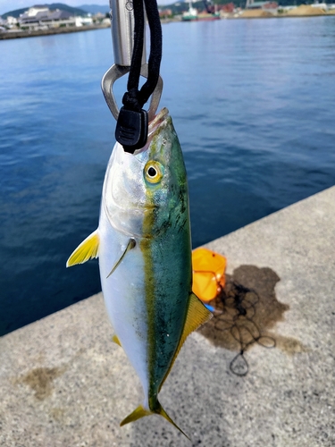 ワカシの釣果