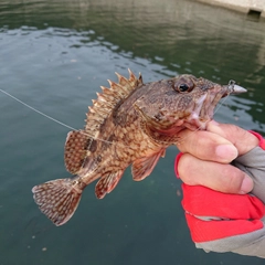 アラカブの釣果