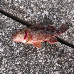 アラカブの釣果