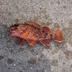 アラカブの釣果