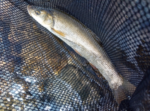 ウグイの釣果