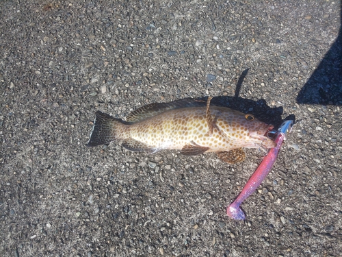 オオモンハタの釣果