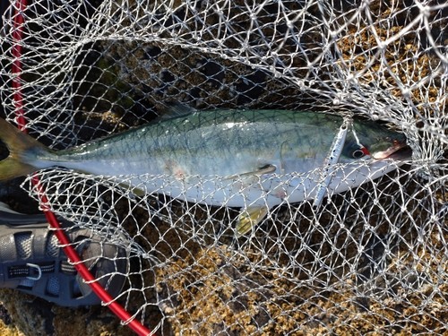 イナダの釣果