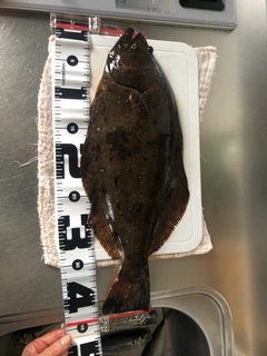 ヒラメの釣果