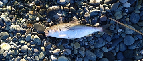 コノシロの釣果