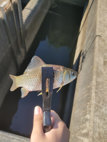 コイの釣果