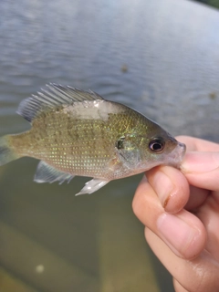 ブルーギルの釣果