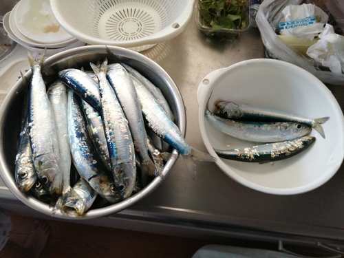 イワシの釣果