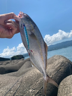 ショゴの釣果