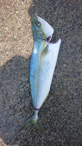 イナダの釣果