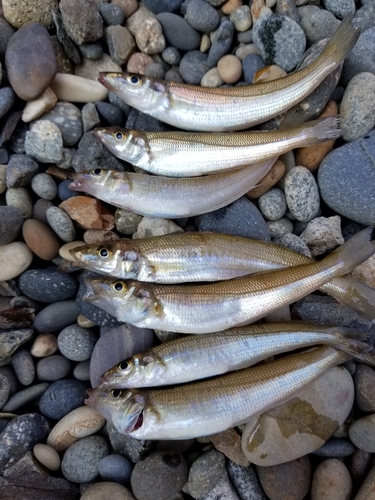 キスの釣果