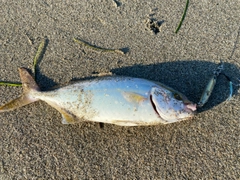 ショゴの釣果