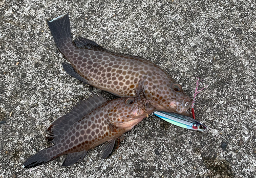 オオモンハタの釣果