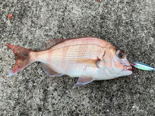 タイの釣果