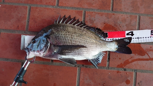 クロダイの釣果