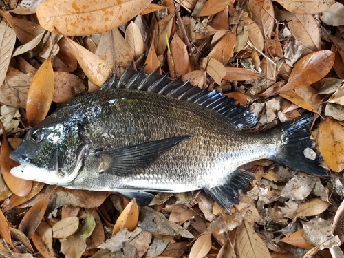 クロダイの釣果