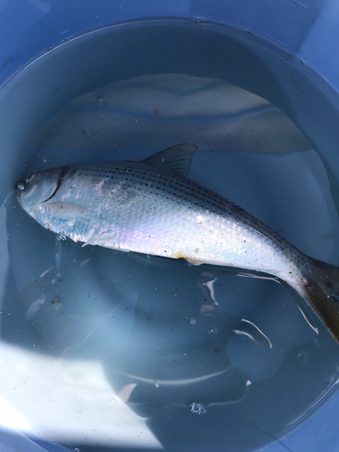 イシモチの釣果