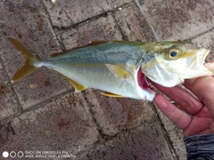 ワカシの釣果