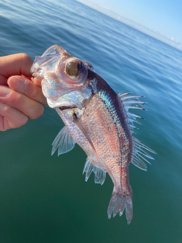 シロムツの釣果