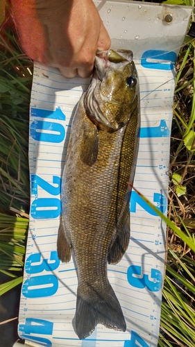 スモールマウスバスの釣果