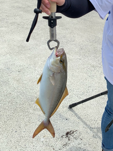 ショゴの釣果