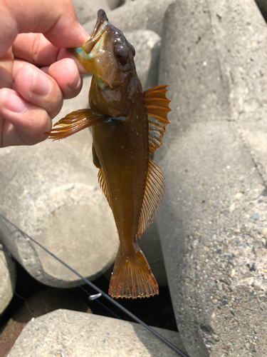 ハゼの釣果