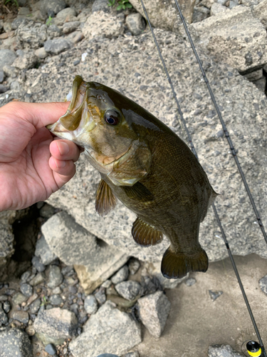 スモールマウスバスの釣果