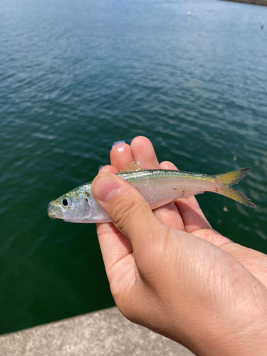 サッパの釣果