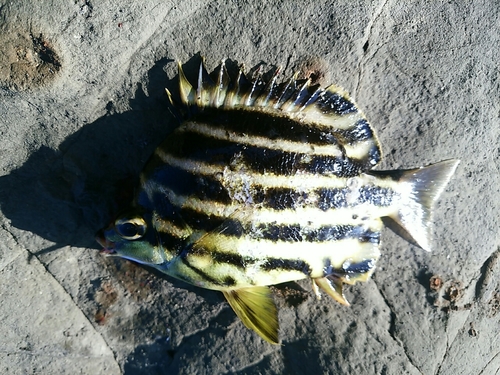 カゴカキダイの釣果