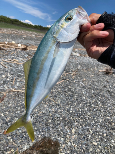 ワカシの釣果