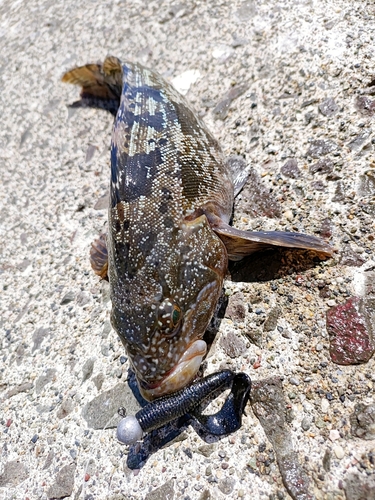 アブラコの釣果