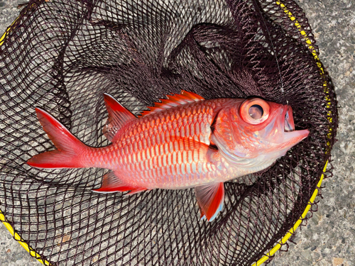 アカマツカサの釣果