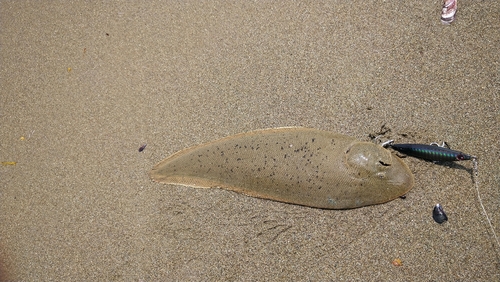 シタビラメの釣果