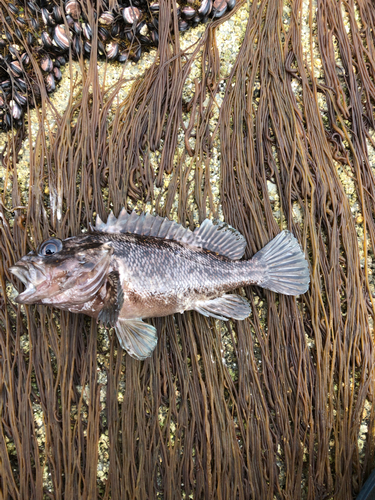 ソイの釣果