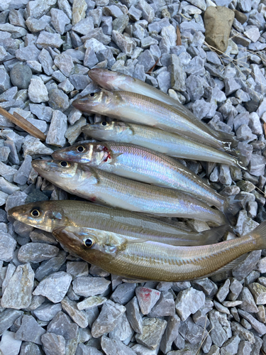 キスの釣果