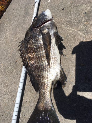 チヌの釣果