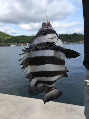 イシダイの釣果