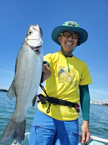 セイゴ（ヒラスズキ）の釣果