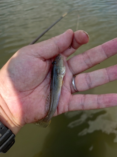 ハゼの釣果