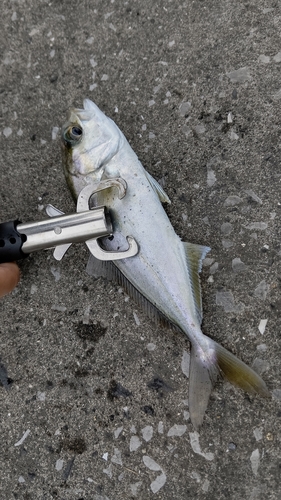 カンパチの釣果