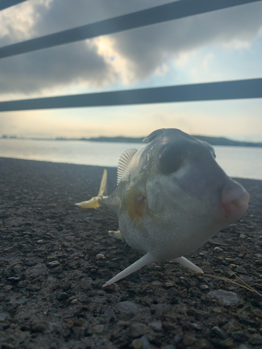 シャコの釣果