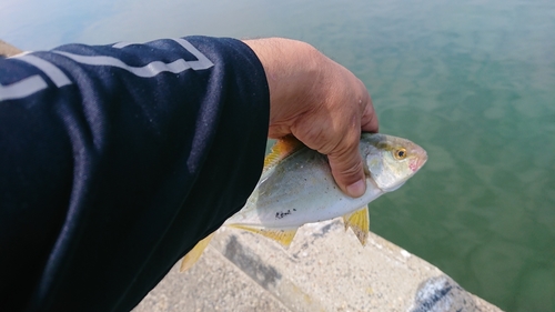 ネリゴの釣果