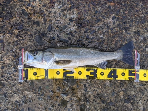 フッコ（マルスズキ）の釣果