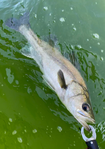 スズキの釣果