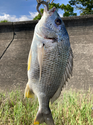 キビレの釣果