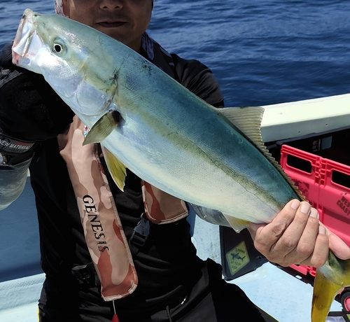 ハマチの釣果