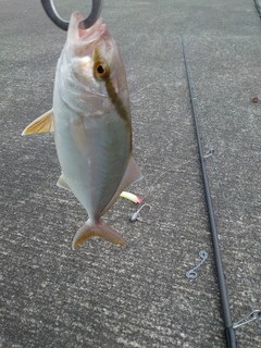 ショゴの釣果