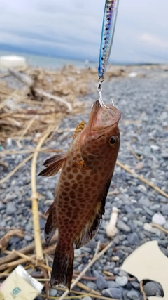オオモンハタの釣果