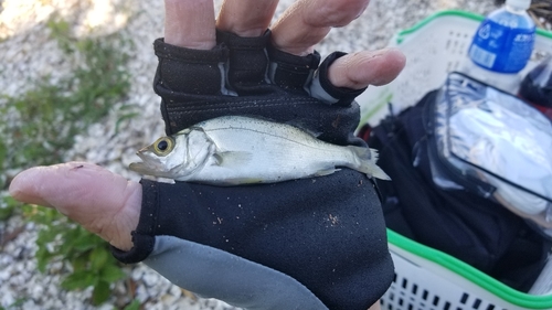 セイゴ（マルスズキ）の釣果