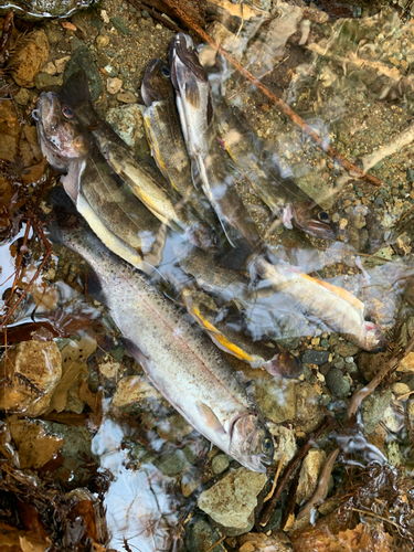 イワナの釣果